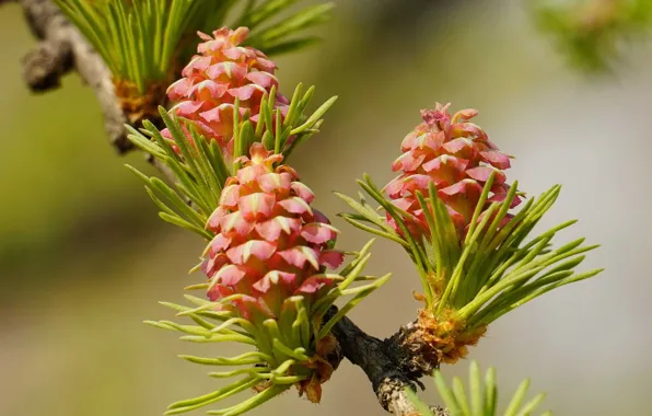 Picture spring, bump, Larch