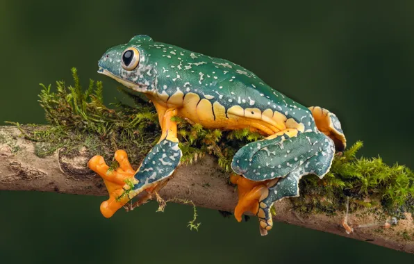 Picture frog, branch, whimsical tree frog, fringed tree frog