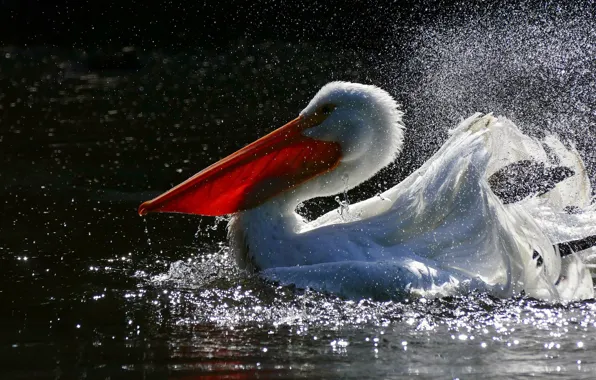 Picture water, squirt, bird, Pelican