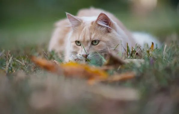 Picture cat, grass, cat, look, muzzle, bokeh, cat