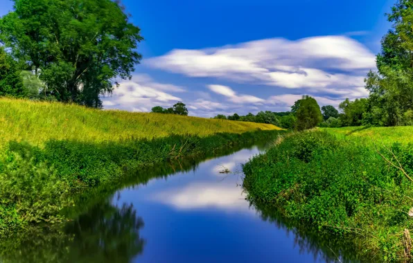 Picture grass, trees, river, meadow