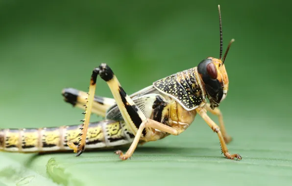 Picture macro, background, insect, grasshopper