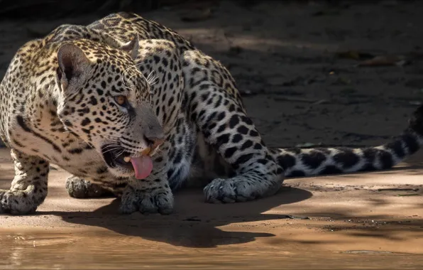 Picture animals, jaguar, cat, tongue, big cat, temnobelos