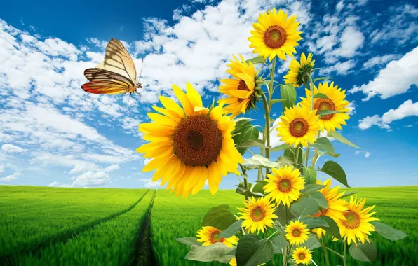 Picture field, sunflowers, butterfly
