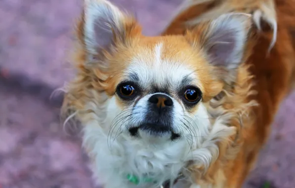 Picture background, each, dog, Chihuahua