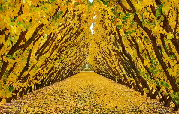 Picture autumn, trees, foliage, garden, New Zealand, the tunnel, New Zealand, Cromwell, Cromwell, Jackson Orchards