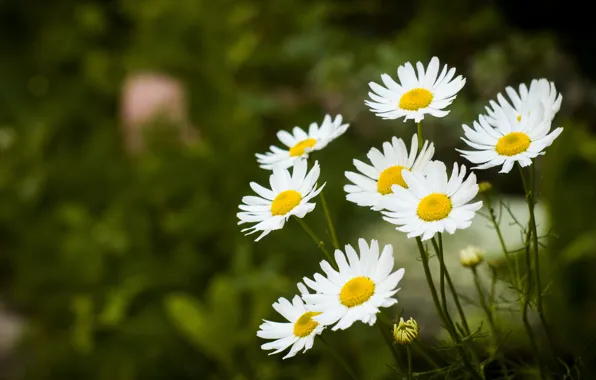 Picture flowers, chamomile, picture flowers