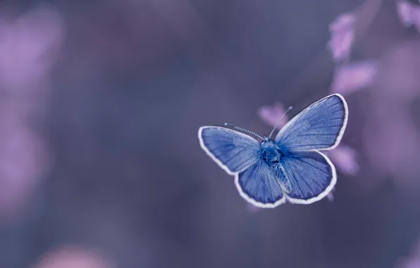 Picture background, butterfly, Голубянка Икар