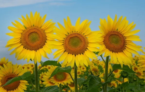 Picture field, sunflowers, trio, suns