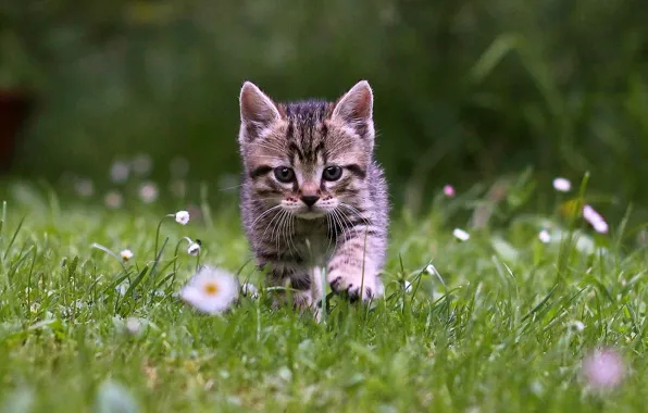 Picture grass, kitten, cat