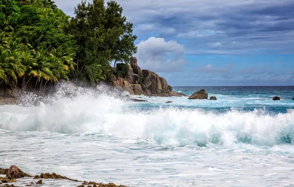 Picture palm trees, the ocean, coast, wave, Seychelles, The Indian ocean, Seychelles, Indian Ocean, Seychelles, Police …
