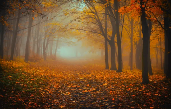 Picture autumn, forest, trees, nature, fog, foliage