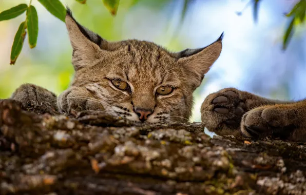 Picture look, face, paws, lynx, wild cat