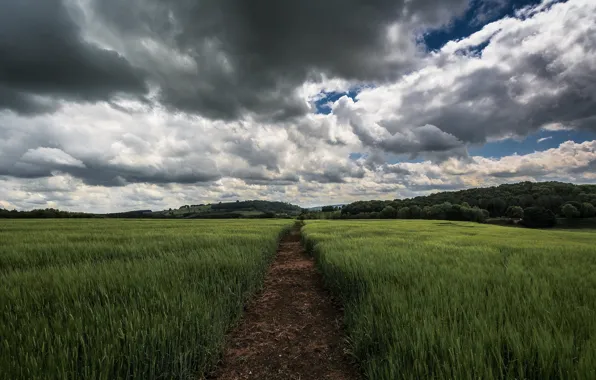 Picture field, summer, the sky, clouds