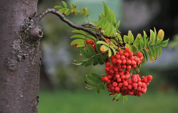 Picture berries, tree, branch