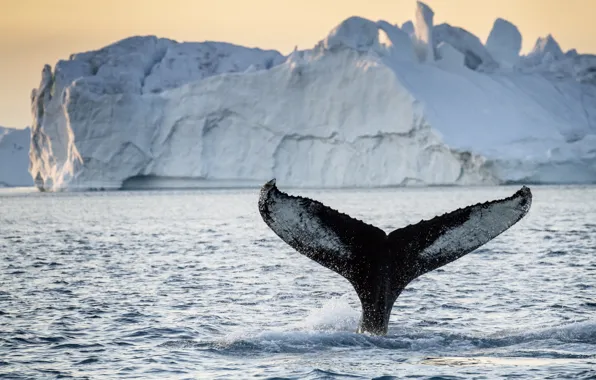 Picture tail, iceberg, whale, greenland