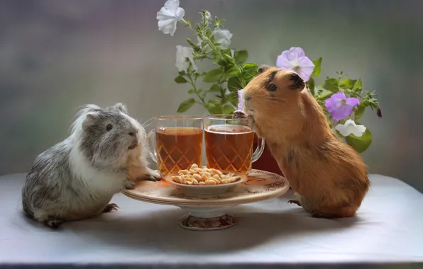 Picture flowers, beer, glasses, a couple, feast, nuts, peanuts, Petunia, rodents, Guinea pigs