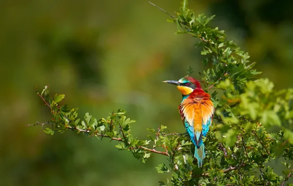 Picture branches, background, bird, European bee-eater