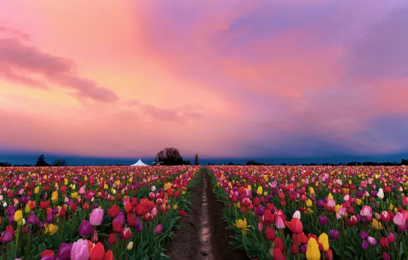 Picture field, flowers, spring, the evening, tulips, colorful, plantation, pink sky, Tulip field