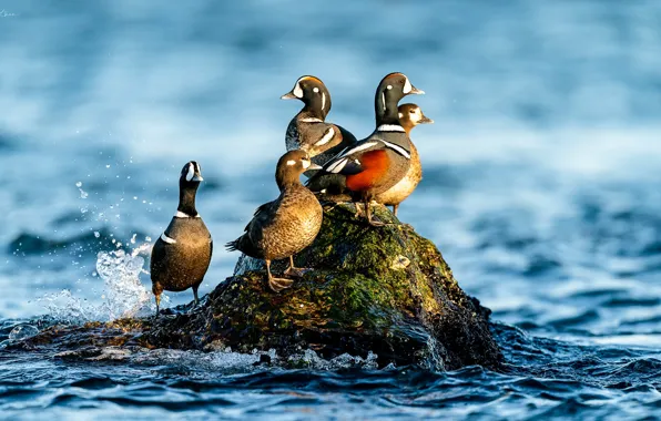 Picture water, birds, stone, duck, Kamenushka