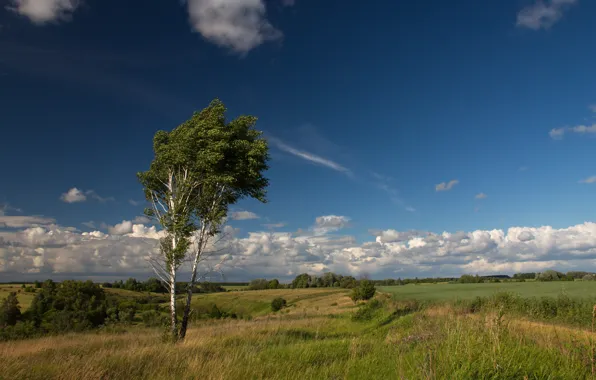 Picture the sky, grass, clouds, trees, nature, meadow, spaces, Eagle, Birch, Oryol oblast