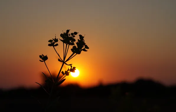 Picture flower, plant, Sunset, silhouette, Dawn, scarlet sunset