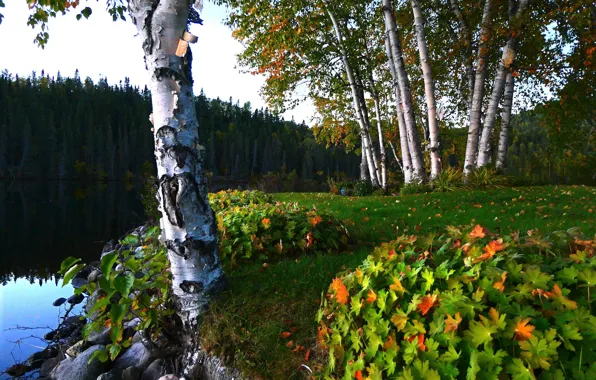 Picture summer, leaves, trees, landscape, nature, lake, stones, shore, ate, birch, forest