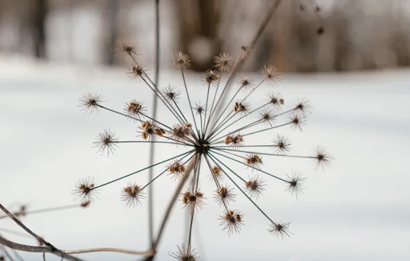 Picture winter, nature, stay, plant, walk, Hogweed