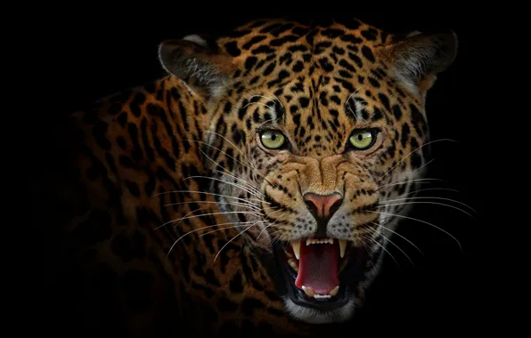 Picture language, look, face, portrait, predator, mouth, leopard, fangs, grin, evil, Jaguar, black background, wild cat