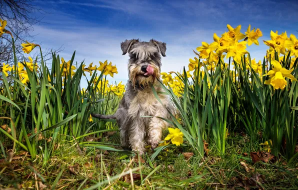 Picture language, the sky, grass, face, the sun, flowers, nature, wool, yellow, daffodils, Schnauzer