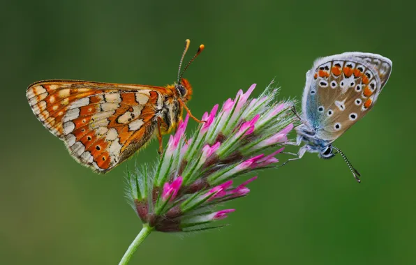 Picture flower, butterfly, a couple