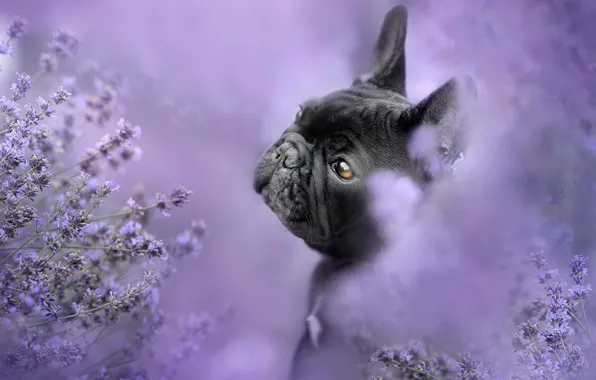 Picture dog, face, lavender, French bulldog