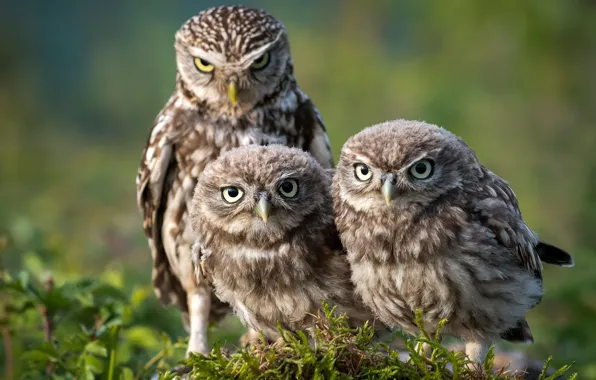 Picture look, birds, nature, pose, background, owl, moss, three, owls, trio, Trinity, owl, owls, sychik
