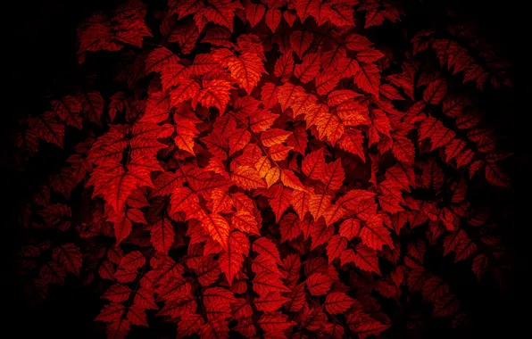 Picture leaves, lighting, red on black