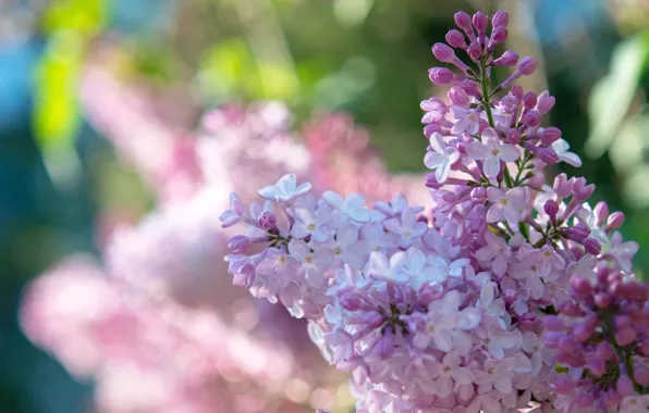 Picture flowers, spring, lilac