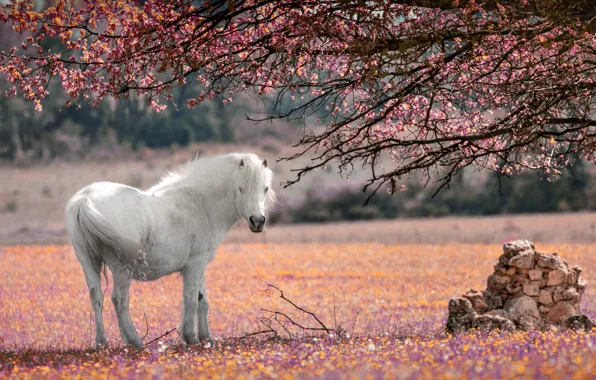Picture flowers, branches, tree, horse, white, flowering