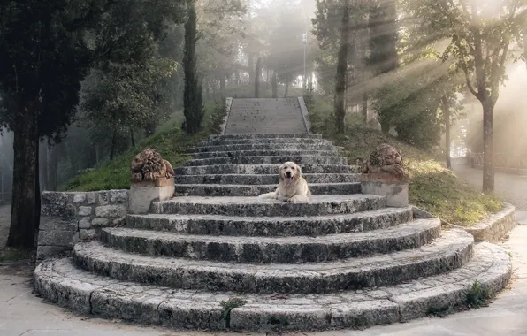 Picture rays, dog, stage, statues, dog, rays, Retriever, steps, retriever, statues, Uschi Hermann