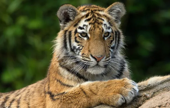 Picture cat, face, tiger, background, portrait, paws, lies, wild cat, tiger, wildlife, tiger, teen