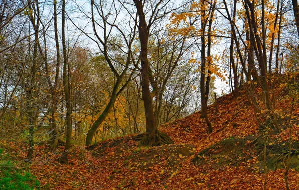 Picture autumn, foliage, falling leaves, derieva