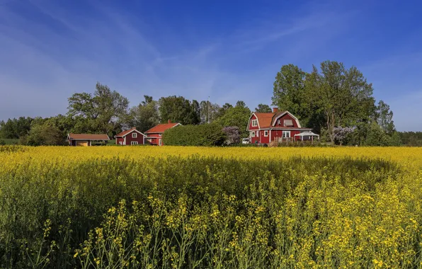 Picture field, summer, the sky, houses, Sweden, rape