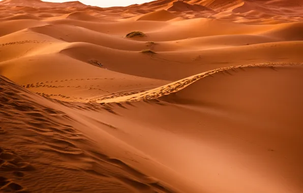 Picture Hot, Sahara, Sand, Desert, Dunes