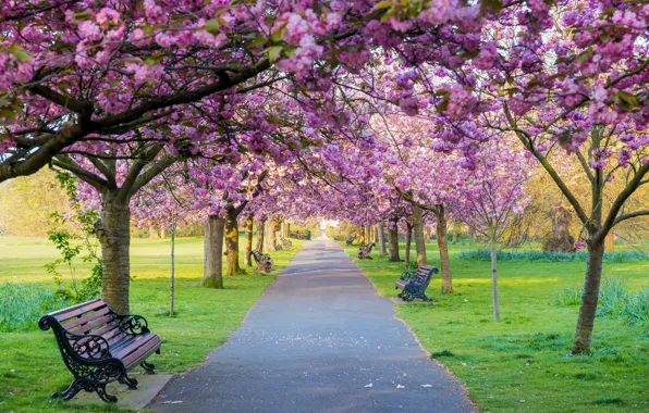 Picture trees, flowers, bench, Park, spring, Sakura, flowering, pink, blossom, park, tree, sakura, cherry, spring, bench