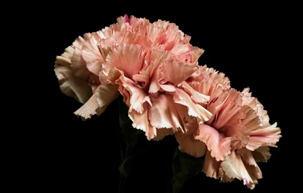 Picture flowers, background, carnation
