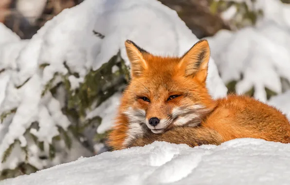 Picture winter, look, face, light, snow, branches, portrait, Fox, the snow, red, needles, wildlife, Fox, spruce
