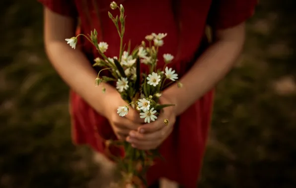 Picture girl, flowers, chamomile