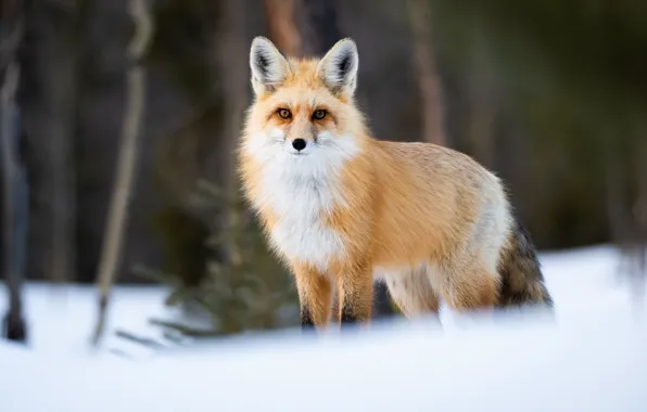Picture look, snow, Fox, red, bokeh