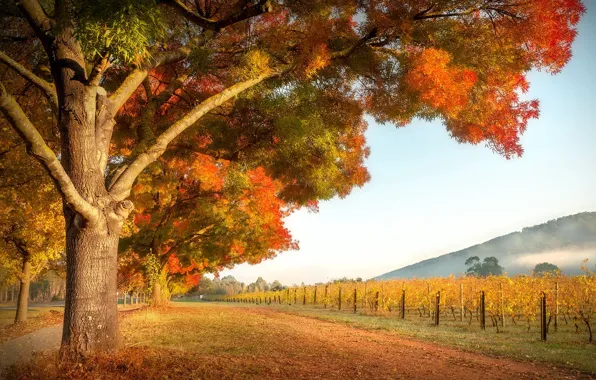 Picture autumn, garden, vineyard