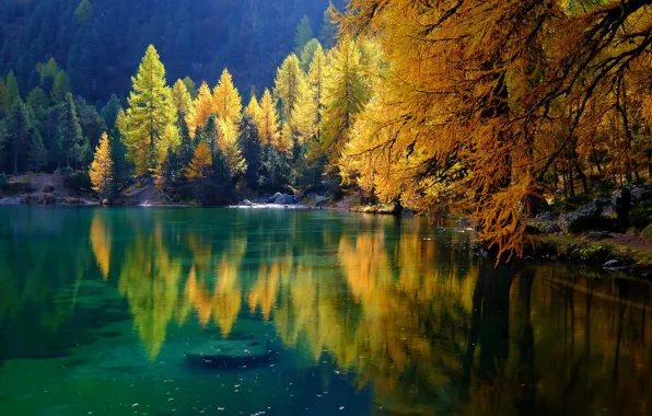 Picture autumn, forest, trees, lake, reflection