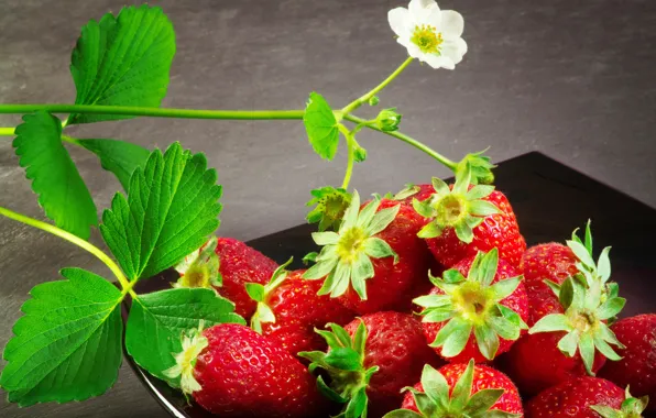 Picture leaves, flowers, strawberries, berry