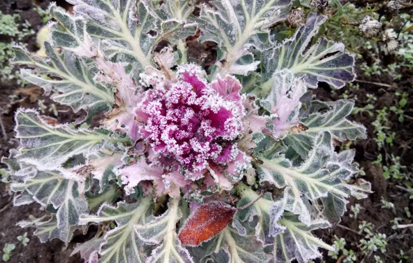 Picture Frost, Frost, Ornamental Kale